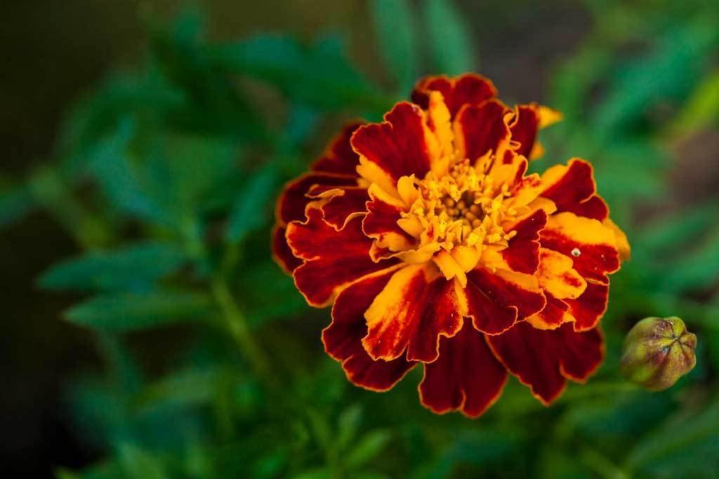 Little Red Rooster Rest Hotel Tenby Ngoại thất bức ảnh
